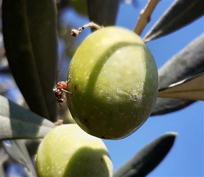 افزایش فعالیت مگس میوه زیتون در گیلان